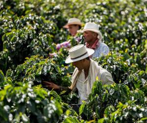 Cosechadores realizan su labor en los cafetales, un esfuerzo que impulsa la economía hondureña.