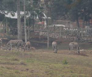 La terrible crisis que enfrenta el zoológico Joya Grande se puede ver y sentir con tan solo observar las condiciones en las que se encuentran los animales en este recinto que un día se asemejó a una pequeña sabana del África.