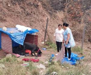 Perrita abandonada se resiste a ser desalojada de la zona del incendio forestal en Uyuca