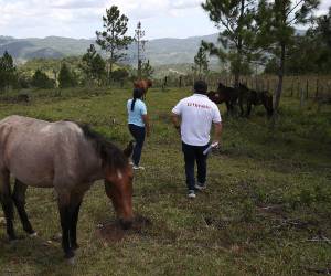 En Lepaterique, un municipio ubicado al sudeste de Francisco Morazán, en Honduras, este equipo comprobó que existen varios casos de gusano barrenador.