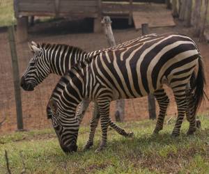 Los animales, como los monos y las cebras, están en libertad buscando comida, incluso ingresando a espacios de otros animales.
