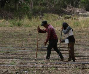 En comunidades del sur hay productores que perdieron toda su cosecha de maíz, después de sembrar con las pocas lluvias registradas en mayo.