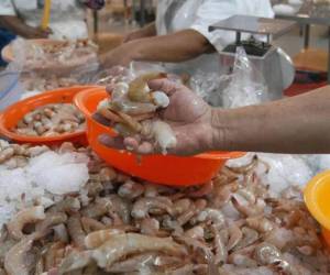 El camarón procesado tiene como principal destino la Unión Europea, en donde el producto hondureño tiene demanda por la calidad.