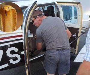 Expertos siguen buscando al venenoso animal.