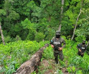 Se aseguraron al menos 100 mil arbustos de hoja de coco en 15 manzanas de terreno en Colón.