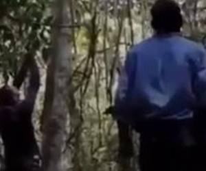 Exterminan a felino que mató a un joven en zona litoral de Honduras