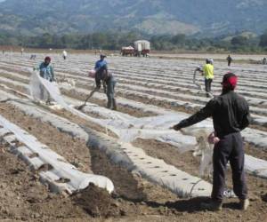 Desde empresas industriales y agroindustriales se encuentran amparadas al mecanismo RIT y algunas se encuentran en análisis de cambiar a otro régimen en vigor.