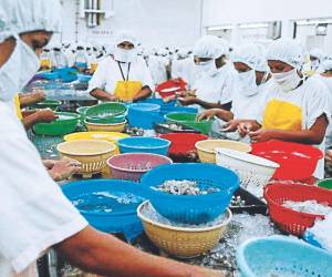 El camarón cultivado es el cuarto rubro generador de divisas en Honduras, solo superado por el café, banano y aceite de palma.