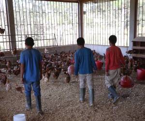 Los niños en los hogares adonde los ha enviado Dinaf entran a procesos de formación académica y realizan actividades extracurriculares como cría de animales en granjas.