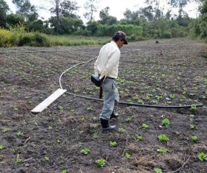 Para que las hortalizas estén listas para la venta en el mercado necesitan al menos 90 días de riego continuo. Las hortalizas, por lo general, son frágiles ante la sequía y una plantación no duraría ni 10 días sin riego.