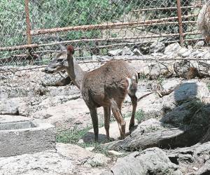 Encargados del zoológico dudan que la única cría sobreviviente del ataque resista sin su manada.