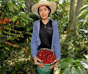 La recuperación de la producción y mejores rendimientos permitieron que el volumen de café exportado creciera 24.6% a mayo de 2026, según el BCH.