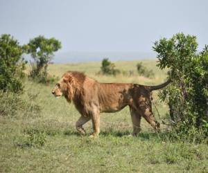 Loonkito, era el león macho más viejo del mundo en estado salvaje, murió al ser atravesado por una lanza.
