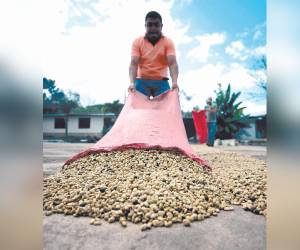 Los contratos de venta de café alcanzaron 611,000 sacos al pasado 8 de diciembre, lo que evidencia una alza del 26%.