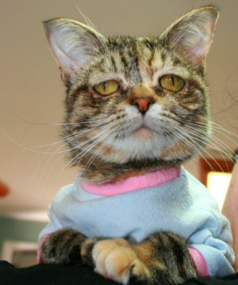 &nbsp;La terrible historia de Tucker, la gata más triste del mundo&nbsp;&nbsp;