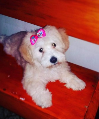 Los caninos de nuestros lectores