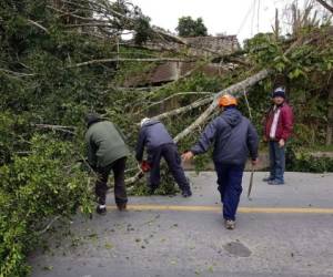 Las rachas de viento pueden provocar la caída de árboles o levantamiento de techos advierte Copeco. (Foto: El Heraldo Honduras/ Noticias Honduras hoy)