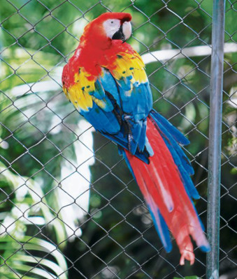 Un vistazo a nuestra fauna nacional