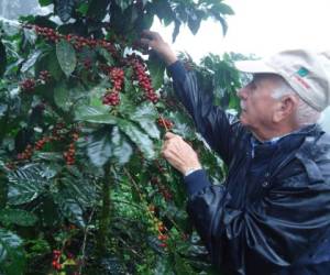 El repunte del café ha tenido un fuerte impacto en la reactivación de la producción nacional, ya que la generación de divisas fue de 1,322 millones de dólares por 9.4 millones de quintales.