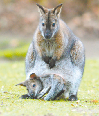 Sonrisas que arranca la Curiosa vida animal