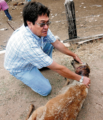 Misterioso animal mata ovejas en Comayagua