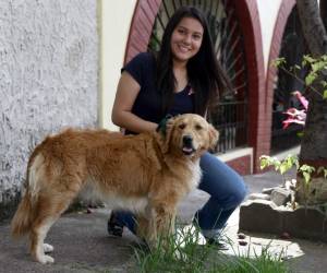 El golden retriever es un perro estable y cariñoso.