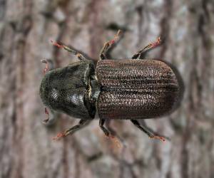 Gorgojo descortezador amenaza el bosque de pino hondureño
