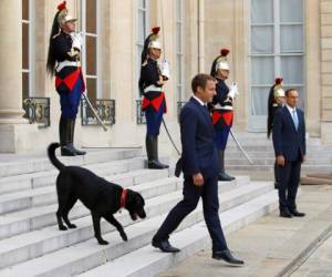 El presidente de Francia, Emmanuel Macron, baja los escalones del Palacio del Elíseo, con su perro recién adoptado, un grifo labrador cruzado llamado Nemo, mientras se prepara para recibir al presidente de Níger, Mahamadou Issoufou, en París, Francia. Agencia AP.