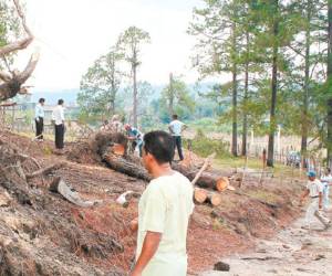 La tala del bosque es un delito ambiental que se castiga con cárcel.