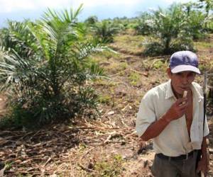 La ayuda será para unos 20.500 hondureños, indica un comunicado oficial.