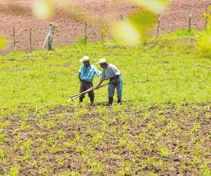 Los productores podrían enfrentar problemas en sus cultivos.
