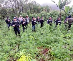 Fusina decomisó 200 plantas de marihuana en Lempira. (Foto: RedInformativa)