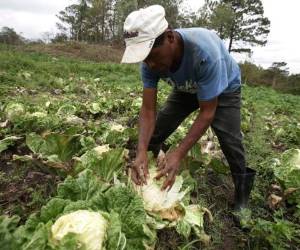 De las 200 mil libras de hortalizas que consumen semanalmente los capitalinos, el 65 por ciento se produce en el municipio de Lepaterique.