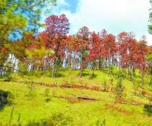 Con la ayuda de técnicos extranjeros, las autoridades pretenden combatir la plaga del gorgojo de pino.