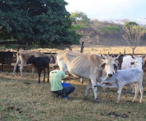 La tasa de reproducción bovina es de 48%; según expertos, debe incrementarse a 70% para mejorar el hato.