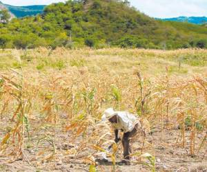 Según pronósticos del SMN, El Niño se extenderá hasta febrero de 2016.