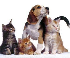 Aunque la causa de la mayoría de los tipos de cáncer en los animales y mascotas es desconocida, las investigaciones sugieren que la polución ambiental.