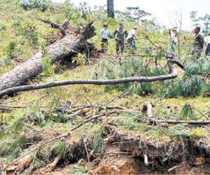 Unas 100 mil hectáreas de bosques fueron afectadas por el gorgojo.