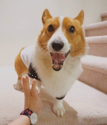 Loki , 'el perro comediante” encanta con sus graciosas publicaciones