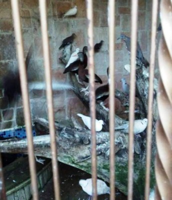 Honduras: Un zoológico fue hallado en mansión de San Pedro Sula