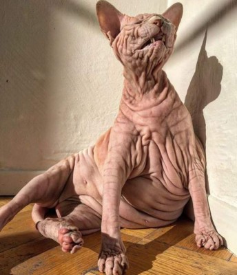Así es 'Xherdan”, el gato más arrugado y aterrador que se viralizó en internet