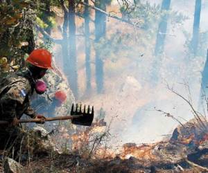 En lo que va del presente año se reportan 48 incendios forestales y 437 en zacateras en la capital.