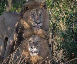 Las declaraciones surgen después de esta foto de Paul Goldstein, fotógrafo de fauna salvaje. Foto tomada de Instagram de Paul Goldstein.