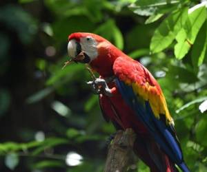 La guacamaya militar y la guacamaya verde mayor 'están en riesgo de extinción en toda su área de distribución', informó US Fish and Wildlife Service, FWS