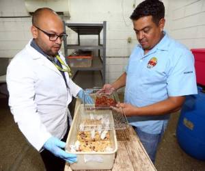 Tres veces a la semana, las cajas en donde están los roedores reciben limpieza. Foto: Johny Magallanes/EL HERALDO.