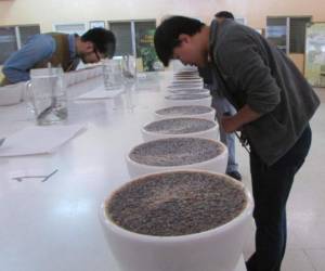 Expertos catadores de café de Corea durante la evaluación de las muestras de la bebida preparada con granos de la zona oriental.