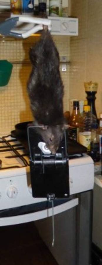 'Ratzilla', la rata gigante que aterrorizó a una familia en Suecia