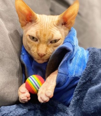 Elena Ivanickay, la influencer que tatuó a su gato para conseguir popularidad