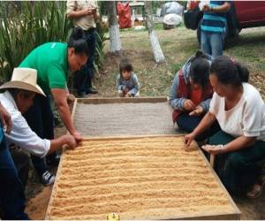 El aumento será de 140 mil a 210 mil quintales de café, lo que vendría a fortalecer la economía de los productores y generar más mano de obra durante el corte del grano.