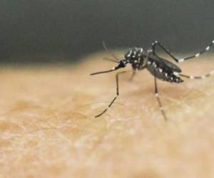 Ahora también se conoce que el mosquito causa otra enfermedad denominada el virus mayaro. Según la Organización Mundial de la Salud (OMS), esta enfermedad viral es muy similar al dengue y al chikungunya.